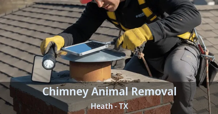 Chimney Animal Removal Heath - TX Chimney Animal Removal Heath - TX